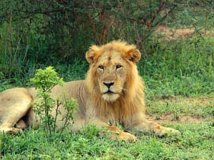 male lion