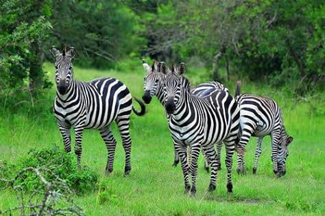 Lake Mburo Safari