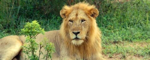 male lion