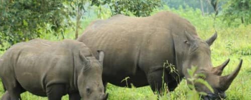 wildlife safari rhinos