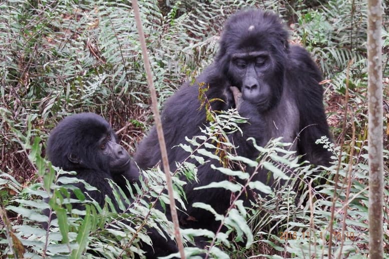 gorilla tracking