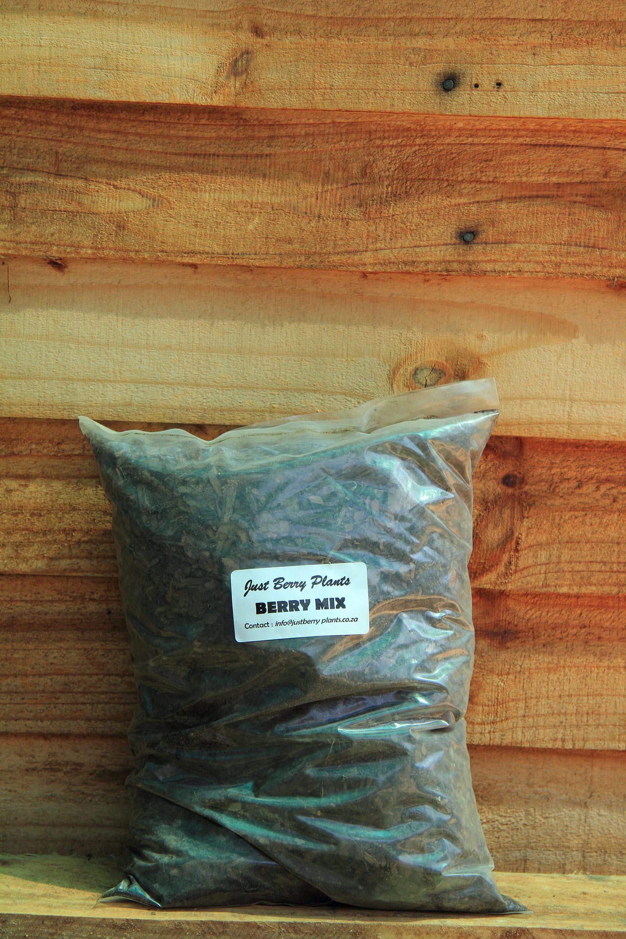 Blackberry Thornless with soils Just Berry Plants