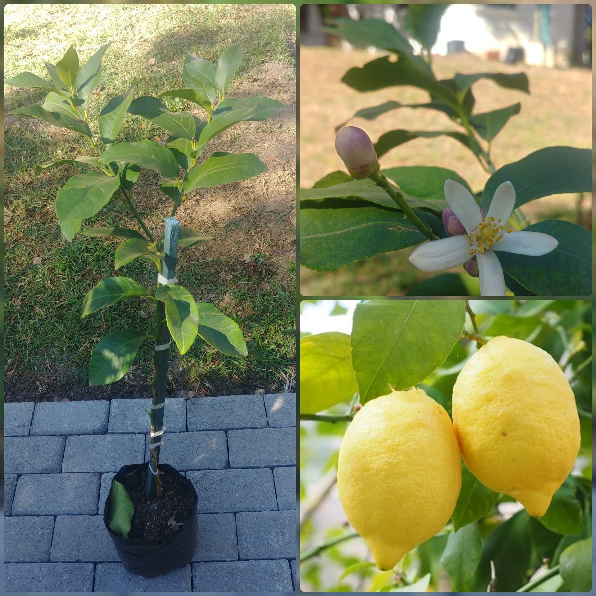 Eureka Lemon Tree Just Berry Plants