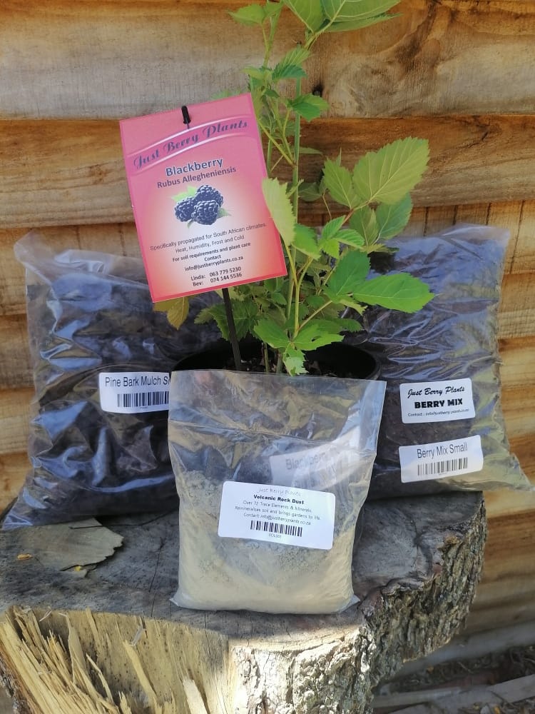 Blackberry Thornless with soils Just Berry Plants